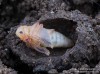 listohlod žahavkový (Brouci), Phyllobius pomaceus (Coleoptera)